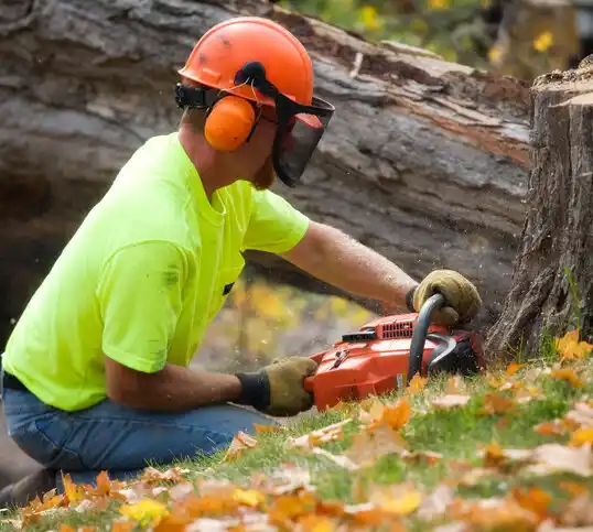 tree services Federalsburg